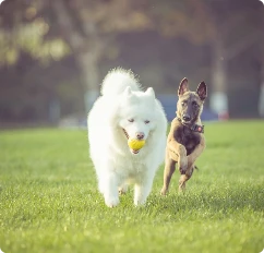 Pet Park