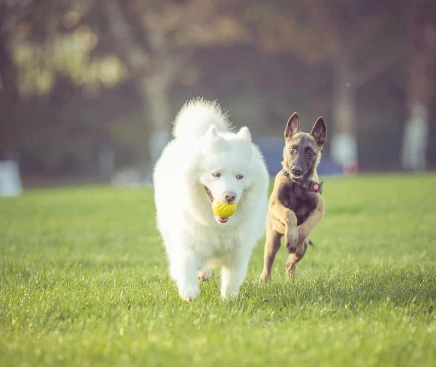 Pet Park